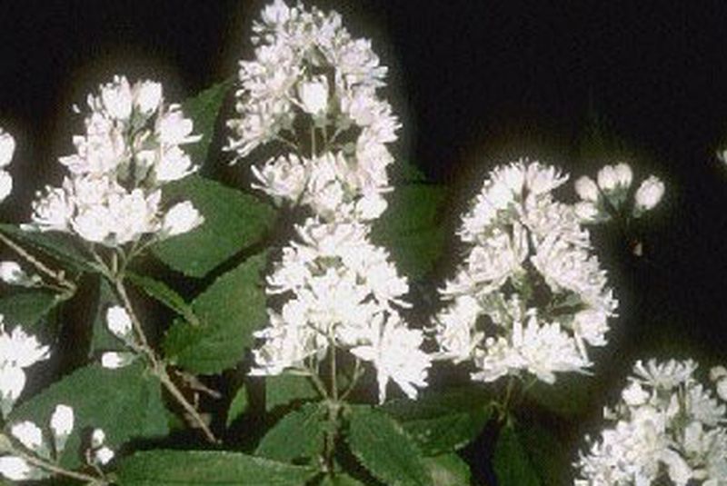 Deutzia magnifica - Hoher Sternchenstrauch