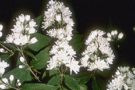 Deutzia magnifica - Hoher Sternchenstrauch