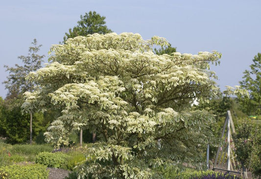 Cornus controversa 'Variegata' - Hoher Weißbunter Etagen-Hartriegel