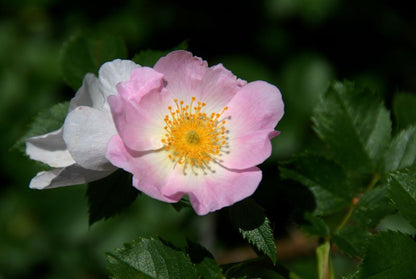 Rosa canina - Hundsrose