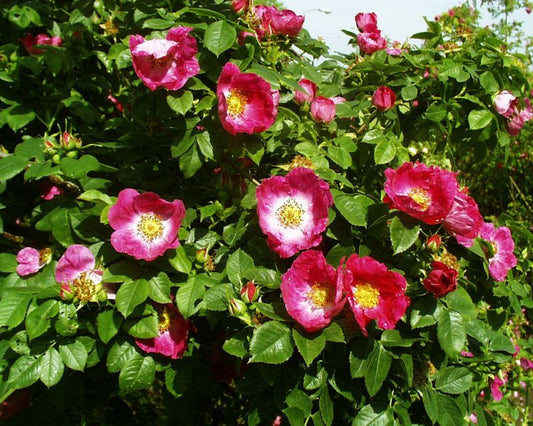 Rosa canina 'Kiese' STR - Hundsrose 'Kiese'
