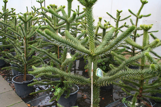 Araucaria araucana - Araucaria araucana