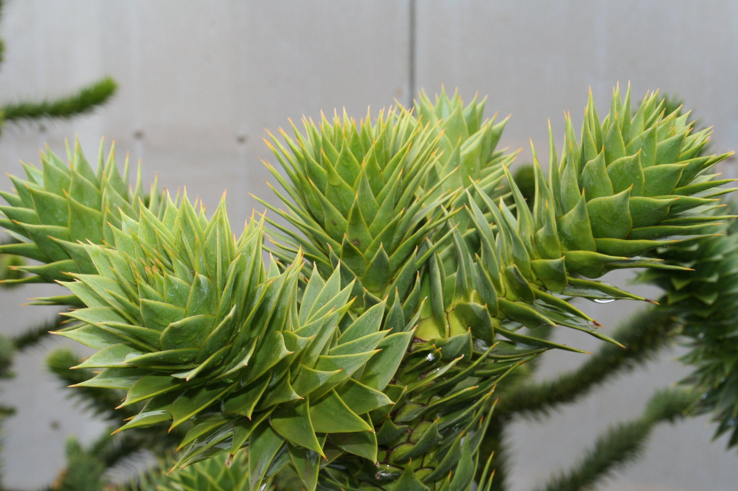 Araucaria araucana - Araucaria araucana