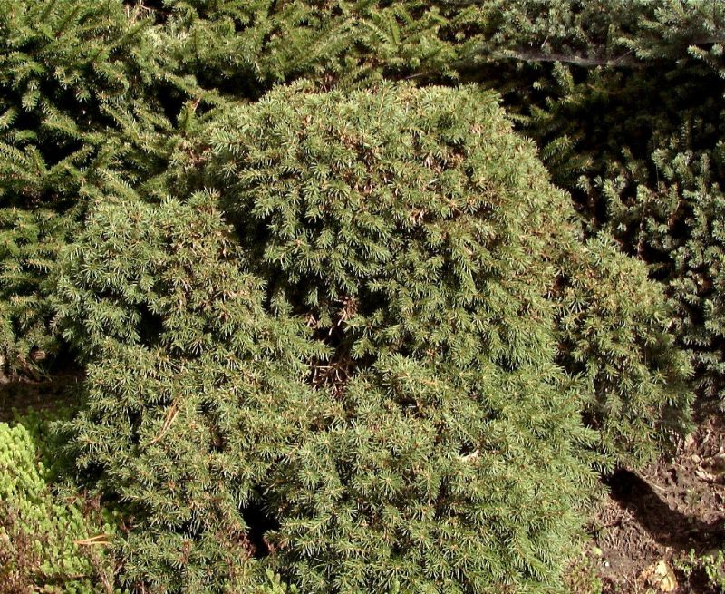 Picea abies 'Echiniformis' - Igel-Fichte