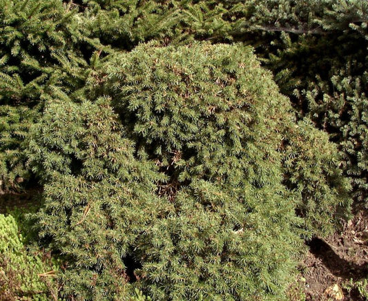 Picea abies 'Echiniformis' - Igel-Fichte