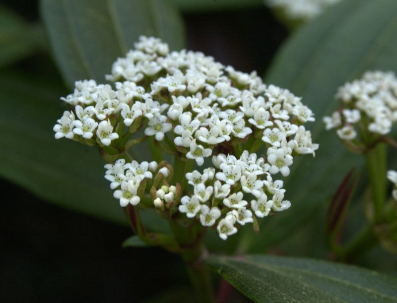 Viburnum davidii - Immergr.Kissenschneeball