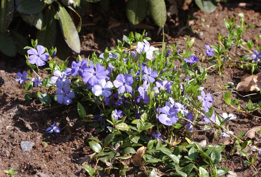 Vinca minor 'Bowles' - Immergrün 'Bowles'