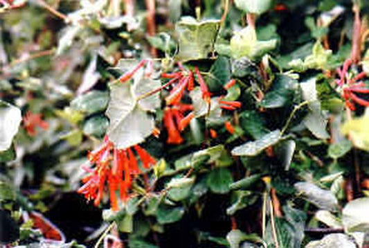 Lonicera henryi - Immergrüne Geißschlinge