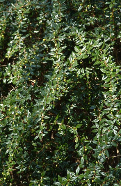 Berberis frikartii 'Amstelveen' - Immergrüne Kugelberberitze 'Amstelveen'