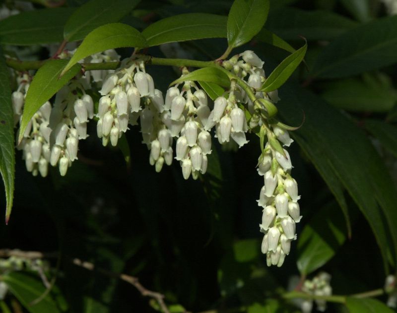 Leucothoe fontanesiana - Immergrünes Lorbeerkrüglein