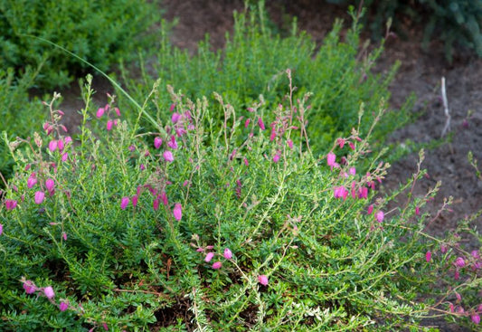 Daboecia cantabrica 'Cupido' - Irische Heide 'Cupido'