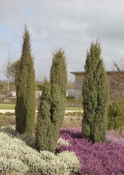 Juniperus com.'Hibernica' - Irischer Säulenwacholder