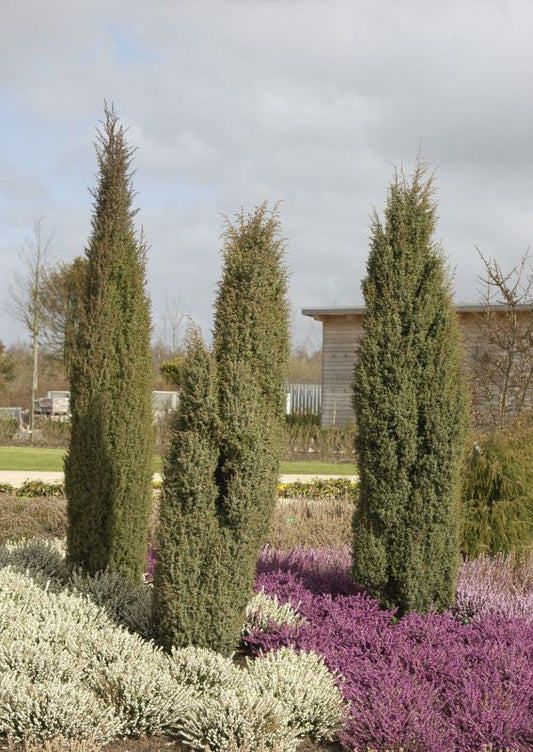 Juniperus com.'Hibernica' - Irischer Säulenwacholder