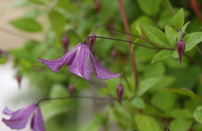 Clematis viticella - Italienische Waldrebe