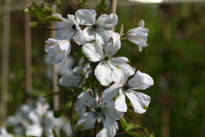 Clematis viticella 'Alba Luxurians' - Italienische Waldrebe 'Alba Luxurians'