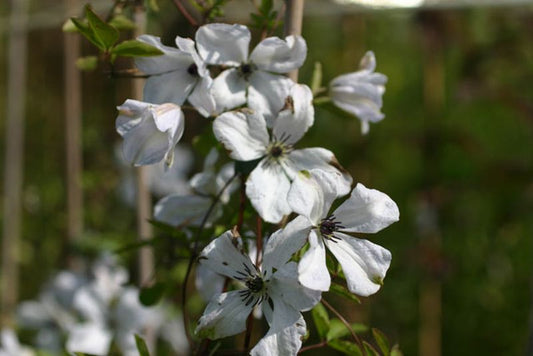 Clematis viticella 'Alba Luxurians' - Italienische Waldrebe 'Alba Luxurians'