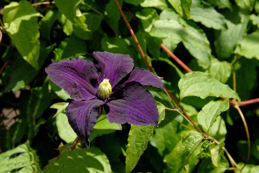 Clematis viticella 'Aotearoa' - Italienische Waldrebe 'Aotearoa'