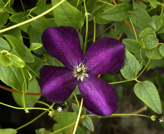 Clematis viticella 'Black Prince' - Italienische Waldrebe 'Black Prince'