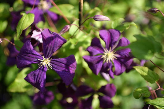 Clematis viticella 'Blue Belle' - Italienische Waldrebe 'Blue Belle'