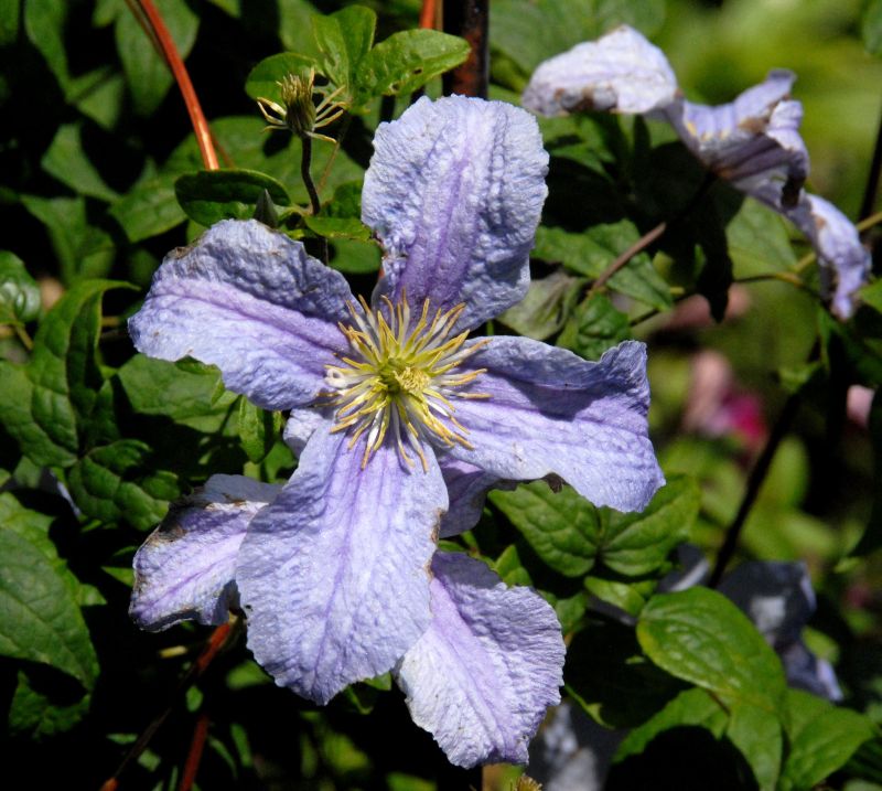 Clematis viticella 'Emilia Plater' - Italienische Waldrebe 'Emilia Plater'