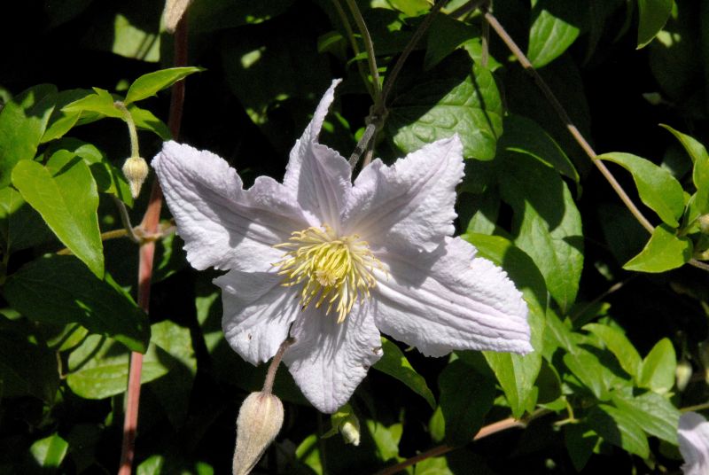 Clematis viticella 'Entel' - Italienische Waldrebe 'Entel'