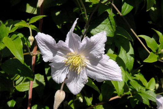 Clematis viticella 'Entel' - Italienische Waldrebe 'Entel'