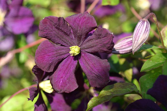 Clematis viticella 'Etoile Violette' - Italienische Waldrebe 'Etoile Violette'