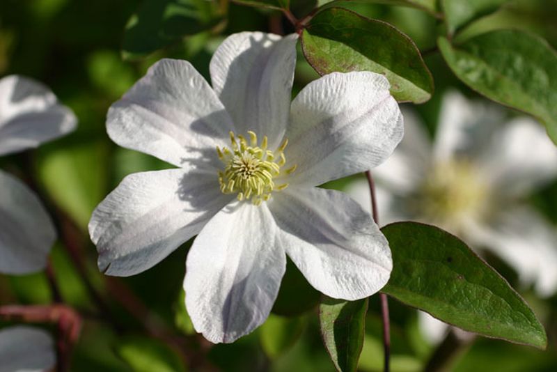 Clematis viticella 'Huldine' - Italienische Waldrebe 'Huldine'