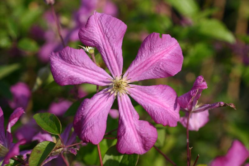 Clematis viticella 'Kermesina' - Italienische Waldrebe 'Kermesina'