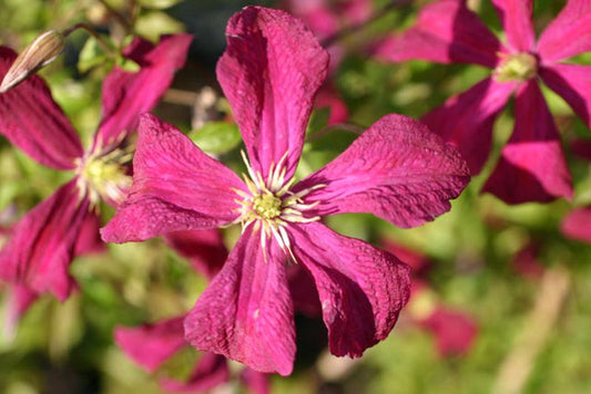 Clematis viticella 'Mad.Julia Correvon' - Italienische Waldrebe 'Mad.Julia Correvon'