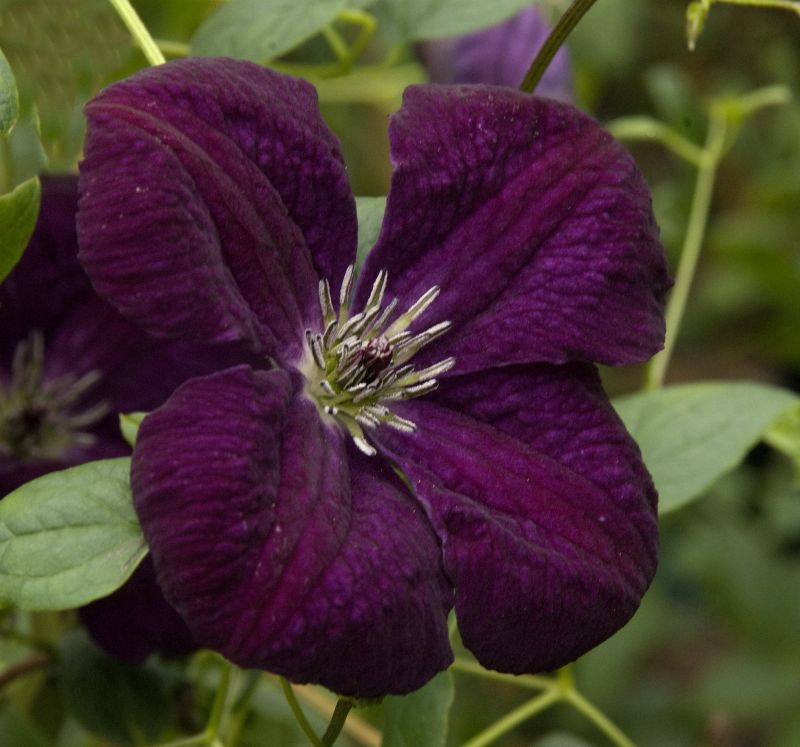 Clematis viticella 'Royal Velours' - Italienische Waldrebe 'Royal Velours'