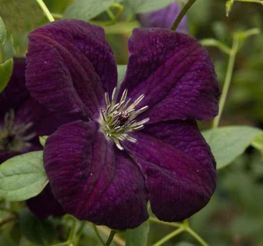 Clematis viticella 'Royal Velours' - Italienische Waldrebe 'Royal Velours'