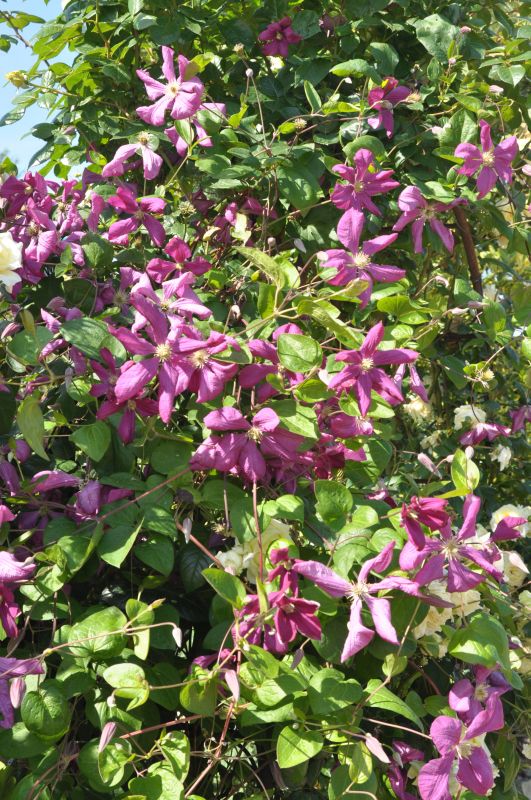 Clematis viticella 'Södertelje' - Italienische Waldrebe 'Södertelje'