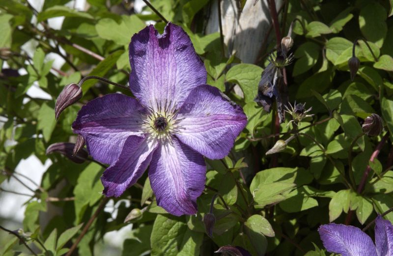 Clematis viticella 'Venosa Violacea' - Italienische Waldrebe 'Venosa Violacea'