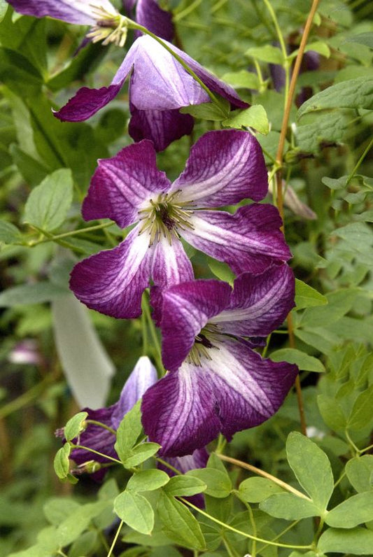 Clematis viticella 'Walenburg' - Italienische Waldrebe 'Walenburg'