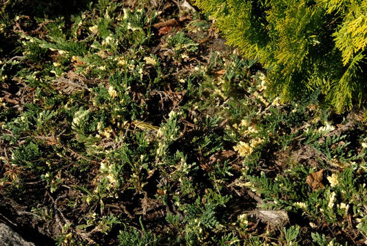 Juniperus horizontalis 'Villa Marie' - Jadegrüner Wacholder 'Villa Marie'
