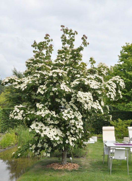 Cornus kousa chinensis 'China Girl' - Jap.Blumen Hartriegel 'China Girl'
