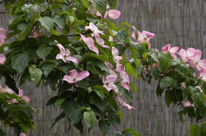 Cornus kousa 'Satomi' - Jap.Blumen-Hartriegel 'Satomi'