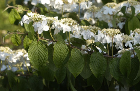 Viburnum plicatum 'Mariesii' - Jap.Schneeball 'Mariesii'