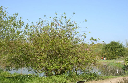 Salix sachalinensis 'Sekka' - Japan.Drachenweide