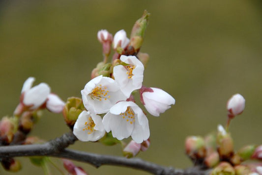 Prunus yedoensis CAC - Japan.Maienkirsche