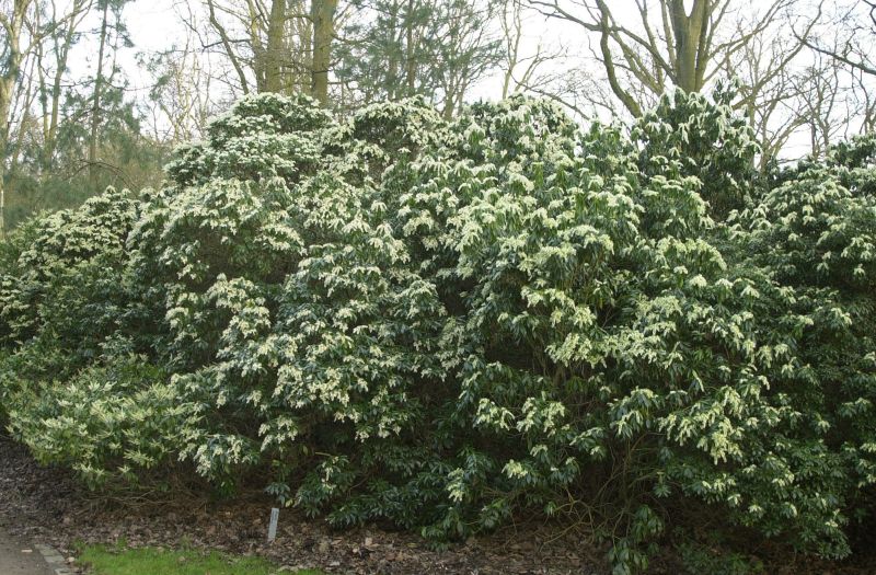 Pieris japonica - Japan.Schattenglöckchen