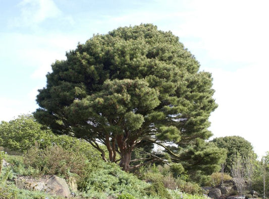 Pinus densiflora 'Umbraculifera' - Japan.Strauchkiefer 'Umbraculifera'