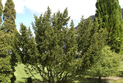Taxus cuspidata 'Nana' - Japan.Zwergeibe