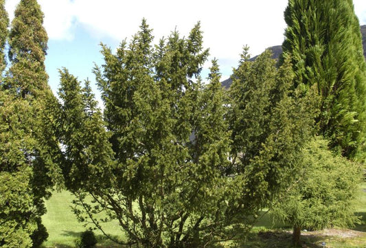 Taxus cuspidata 'Nana' - Japan.Zwergeibe