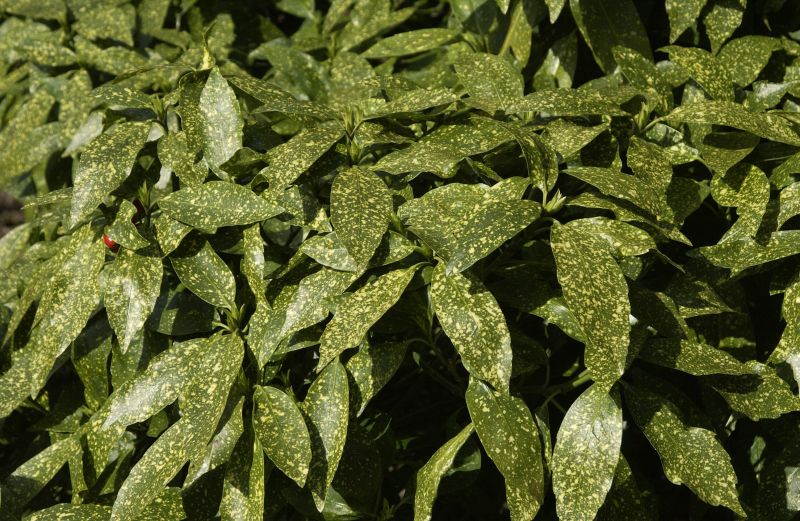 Aucuba japonica 'Variegata' - Japanische Aucube