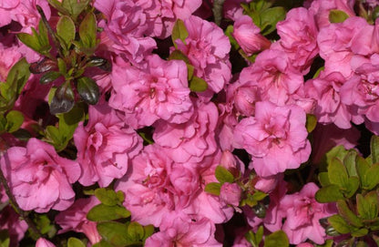 Rhododendron obt.'Babuschka' ® - Japanische Azalee 'Babuschka' ®