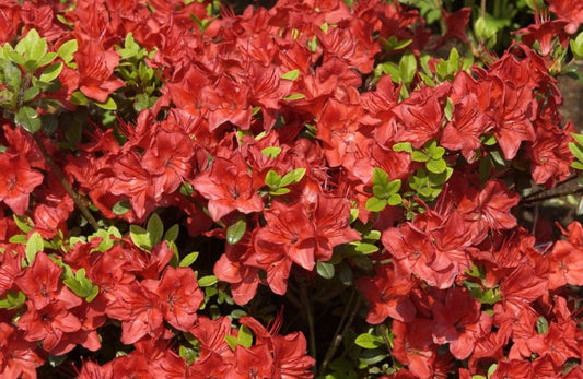 Rhododendron obt.'Fridoline' - Japanische Azalee 'Fridoline'
