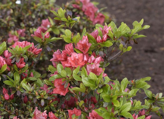 Rhododendron obt.'Satschiko' - Japanische Azalee 'Satschiko'