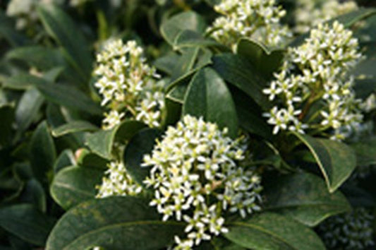 Skimmia japonica 'Foremanii' - Japanische Fruchtskimmie 'Foremanii'